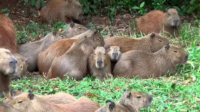 How Well Do You Know Capybara?