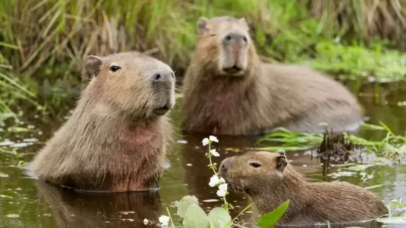 How Well Do You Know Capybara?