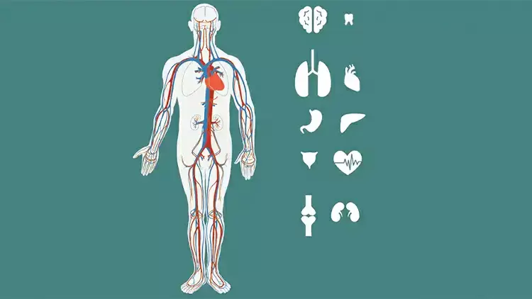 Respected Professor of Anatomy