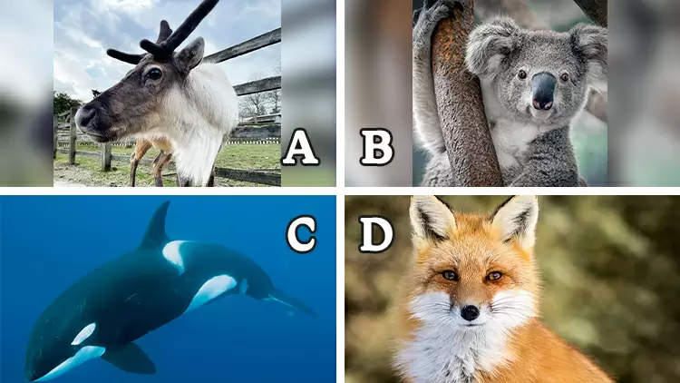 To adapt to seasonal changes, the eyes of the ( ) turn into a deep blue color in winter.