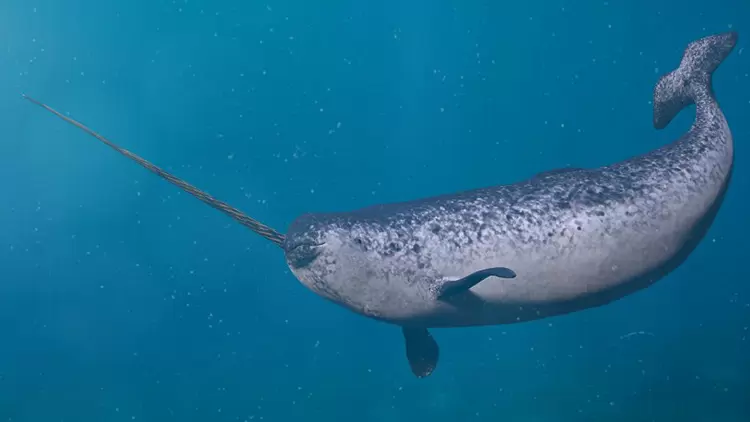 The narwhal has a distinctive long horn, but actually, it's the narwhal's ( ).