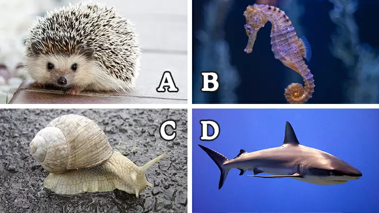 The ( ) has the most teeth in the world, easily exceeding over 10,000 teeth.