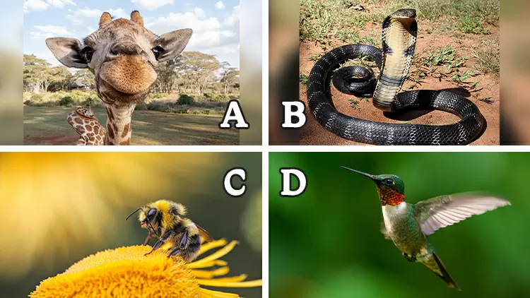 ( ) has the fastest heartbeat in the world. Its heart can beat over 1,000 times per minute, due to the high energy metabolism required.