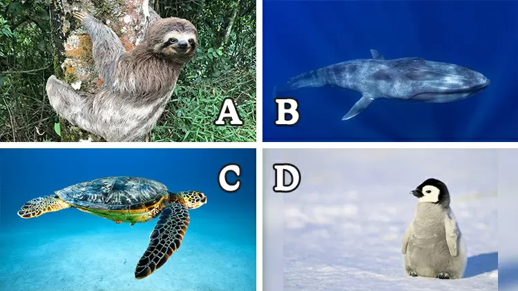 ( ) has the slowest heartbeat in the world. Its heart rate can drop to as low as 2 beats per minute, as they need to minimize their energy consumption.