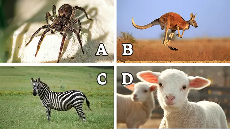 The only animal in the world with square pupils is the ( ), allowing them to observe their surroundings more broadly.