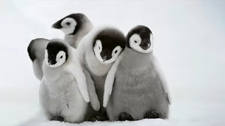 In the Arctic, if a male penguin finds a female it fancies, it will look for a very beautiful ( ) to give as a marriage proposal gift.