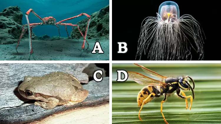 ( ) can reverse its life cycle when faced with adverse conditions such as starvation or physical damage, reverting from maturity to a juvenile form and resuming growth and development. This process can theoretically be repeated indefinitely, giving it the ability to "live forever."