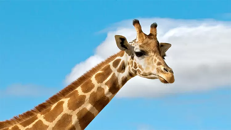 When giraffes court, the male will taste the female's ( ) to determine if it is in heat, deciding whether to pursue or not.