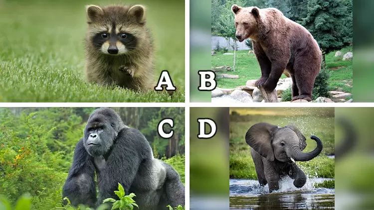 ( ) never jumps from birth to death. Though immune to cancer and with keen sense of smell, their muscles are weak, and their ankles are stiff, preventing them from jumping.