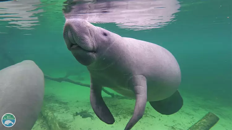 Manatees can regulate their buoyancy in water by ( ).