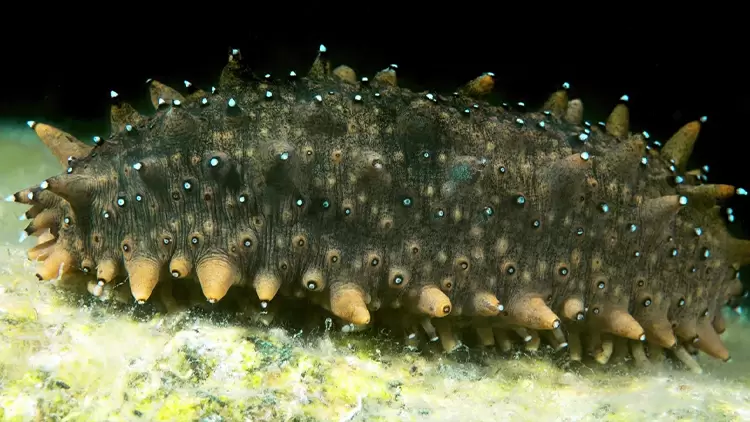 Sea cucumbers expel (____) when threatened; these substances are sticky and sometimes toxic, scaring off predators. Remarkably, they can regenerate these substances afterward.