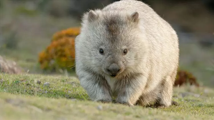 Wombat feces are (____) shaped. As nocturnal animals, they can produce 80 to 100 droppings each night.