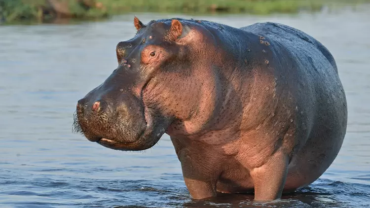 Hippos have a (____) "sweat" (actually a secretion) that acts as a natural sunscreen, protecting their skin from sun damage.
