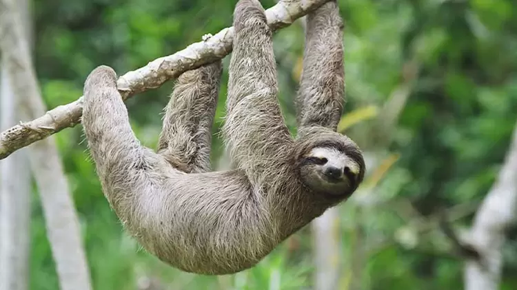 Sloths are known for their slow pace. Their digestive process is incredibly slow, with food remaining in their digestive system for up to (____) or longer.