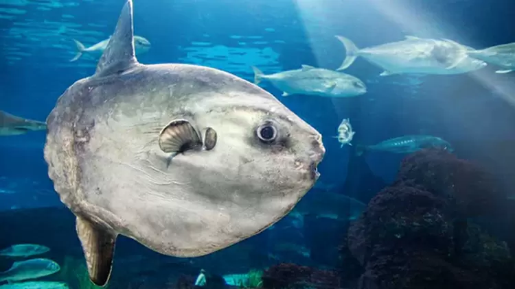 The sunfish can lay about ( ) eggs at a time, the highest number known among fish species.