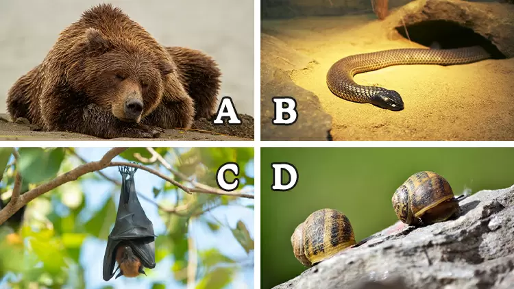 The () is one of the animals with the longest sleep duration. If the external environment is unsuitable for survival, it can sleep for up to three years.