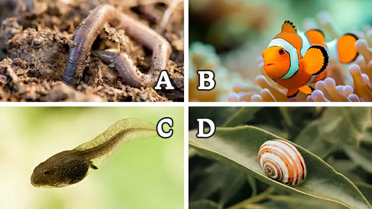 Which of the following animals is not hermaphroditic? (Hermaphroditic means having both male and female reproductive organs simultaneously.)