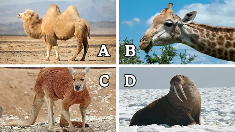 The (____) is one of the animals with the shortest mating duration, typically lasting only1-2 seconds. This is mainly because they are vulnerable to predators in the wild, so their mating process must be quick.