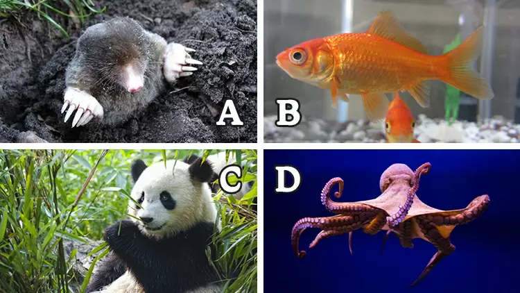 Which of the following animals is not nearsighted?