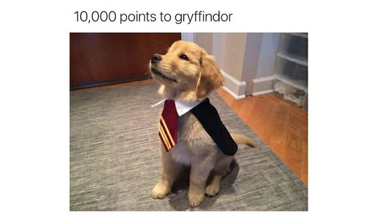 It seems that the wizarding world of Harry Potter still holds many mysteries for you to uncover!