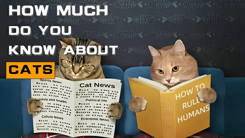 How much do you know about cats? Quiz