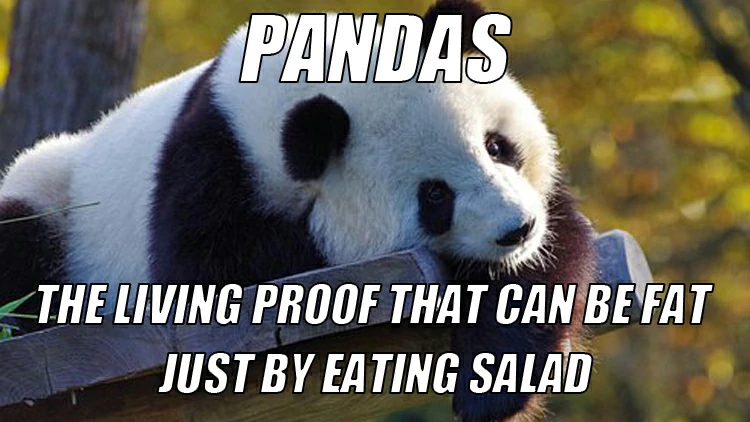 You must be quite knowledgeable about these lovable creatures.