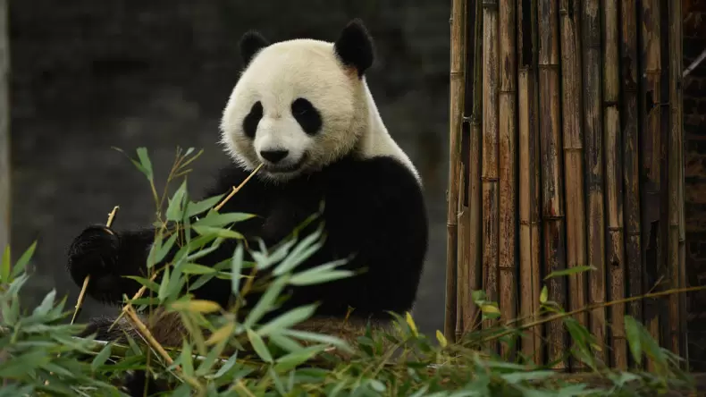 How much do you know about Pandas?