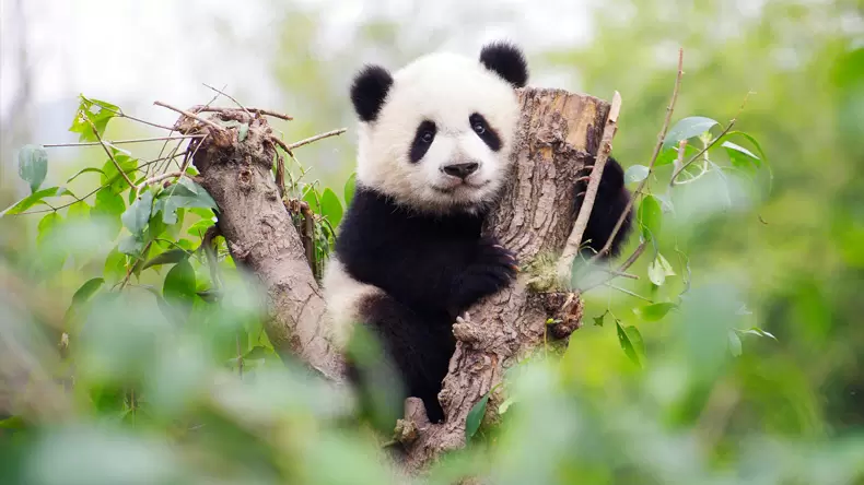 How much do you know about Pandas?