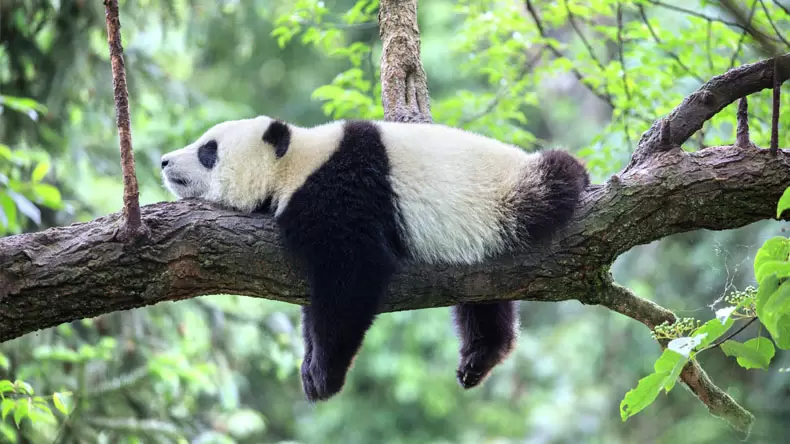 How much do you know about Pandas?