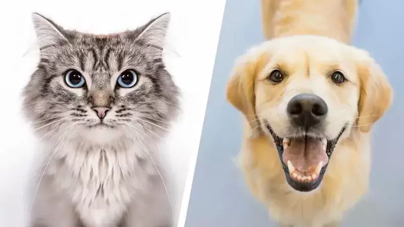 Are you more cat or dog?