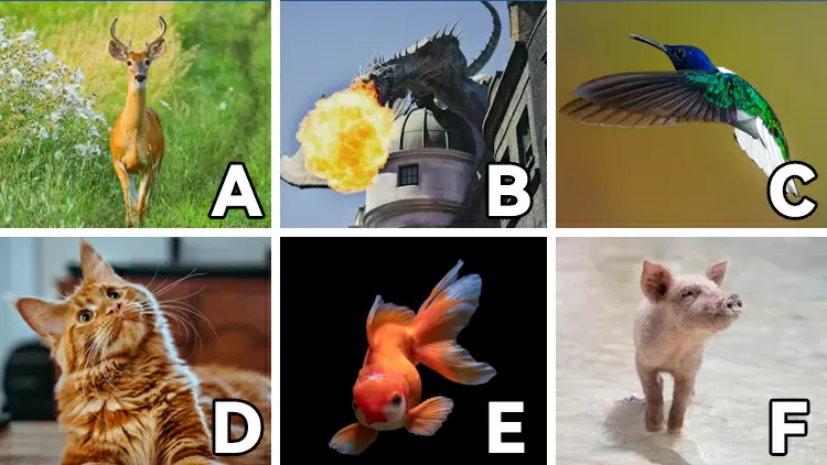 If you could turn into an animal, which would it be?