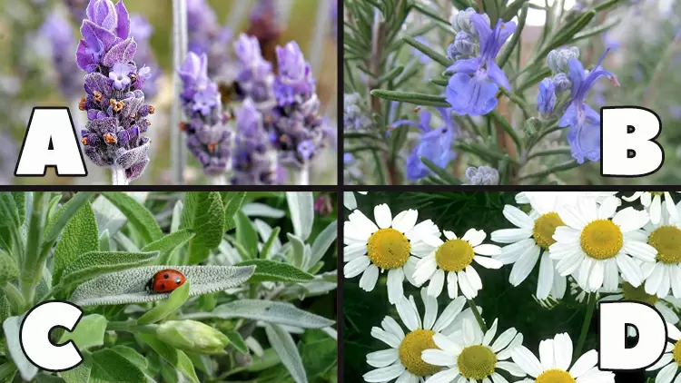 Which magical herb or plant resonates with you the most?
