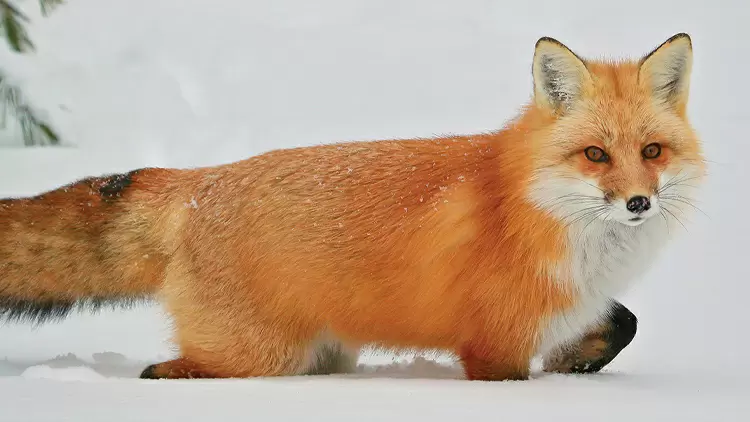 YOU ARE A FOX
