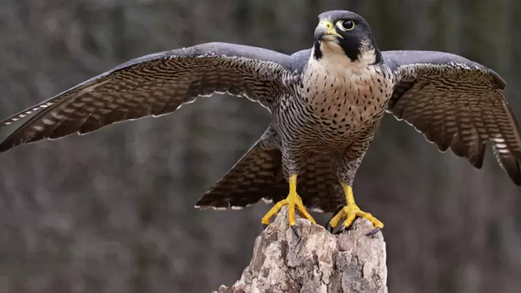 FALCON