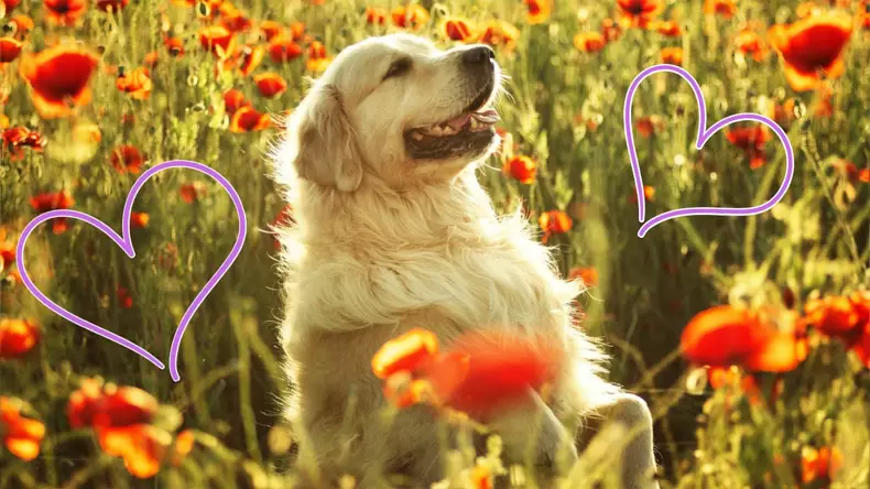 Valentine's Day Psychological Test: Which Animal Boyfriend Are You?