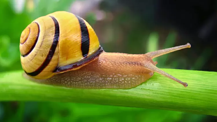 Snail