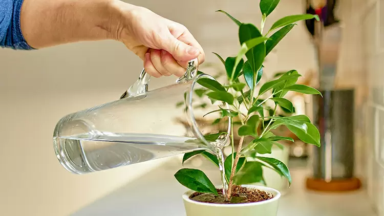 Who do you ask to water your plants when you're on vacation?