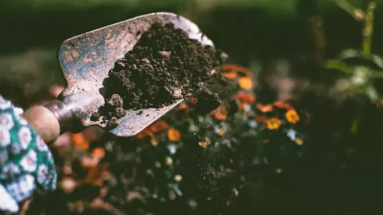 If you could plant a tree in your yard, you would choose: