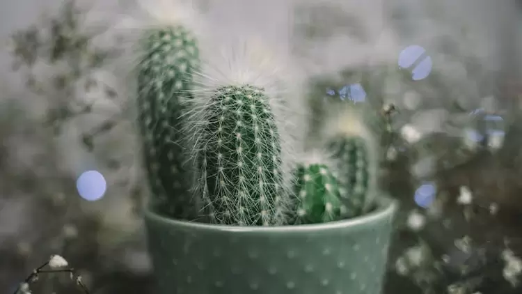 Cactus