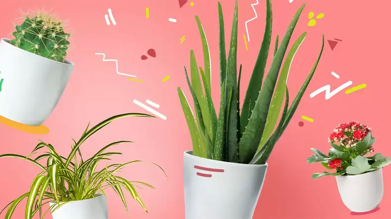 Which Plant Personality Are You?