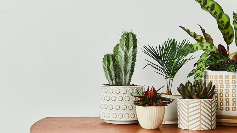 Which Plant Personality Are You?