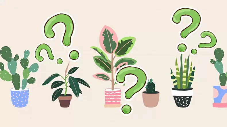 Quiz Banner