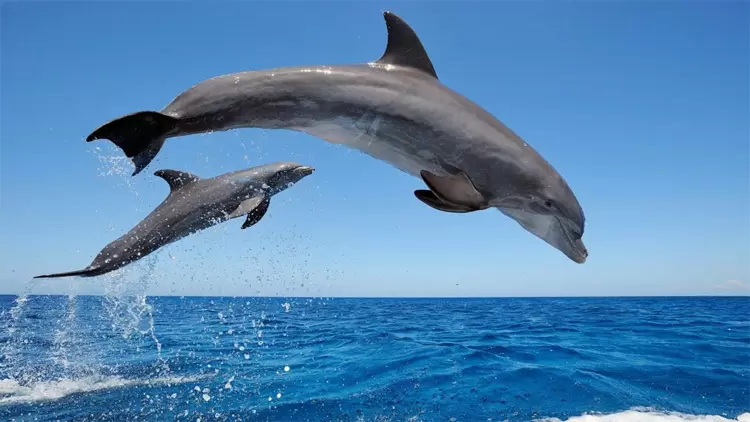 ENFP: Dolphin