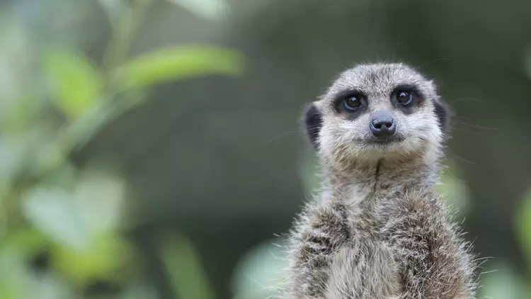 INFP: Meerkat