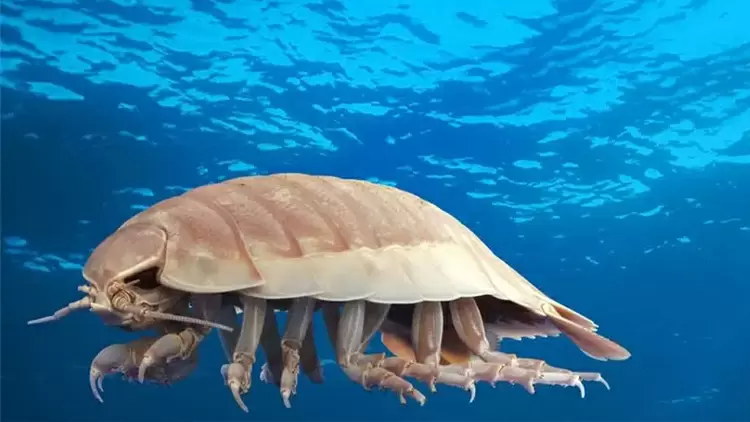 Bathynomus giganteus (Giant Isopod)