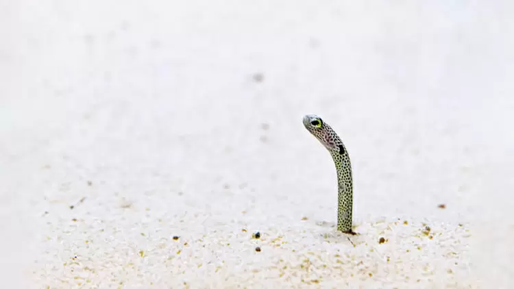 Heteroconger hassi (Hassi's Eel)