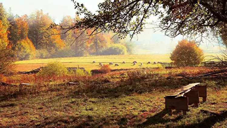 The Resilient Guardian and Compassionate Companion