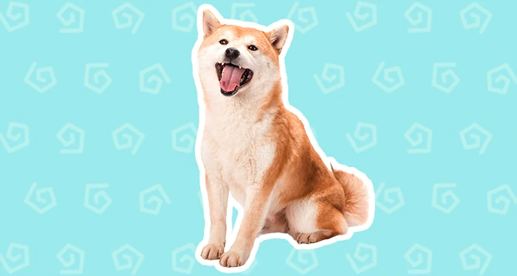 Shiba Inu