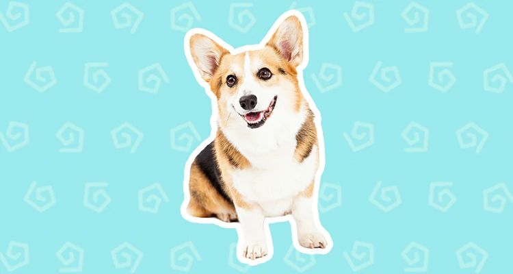 Pembroke Welsh Corgi
