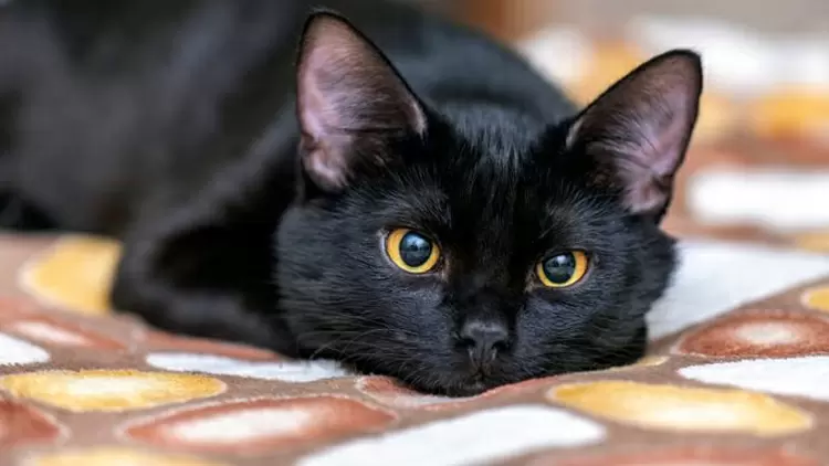 Black Cat
